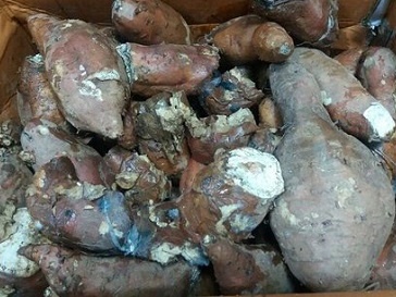 【画像】キムチの次は腐ったサツマイモ…終わらない韓国の“腐った食材事情”に怒りの声続出