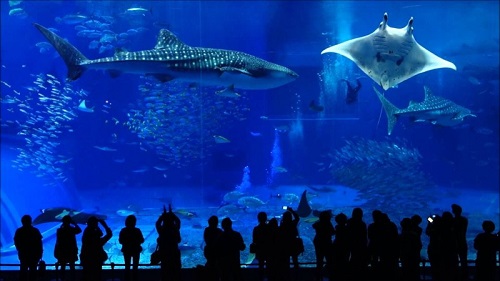 美ら海水族館