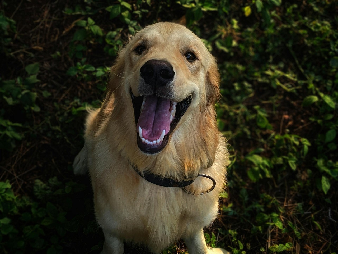 食用目的の犬はいなくなるが…「ペットがパートナーの国」と米紙に注目された韓国に残された課題