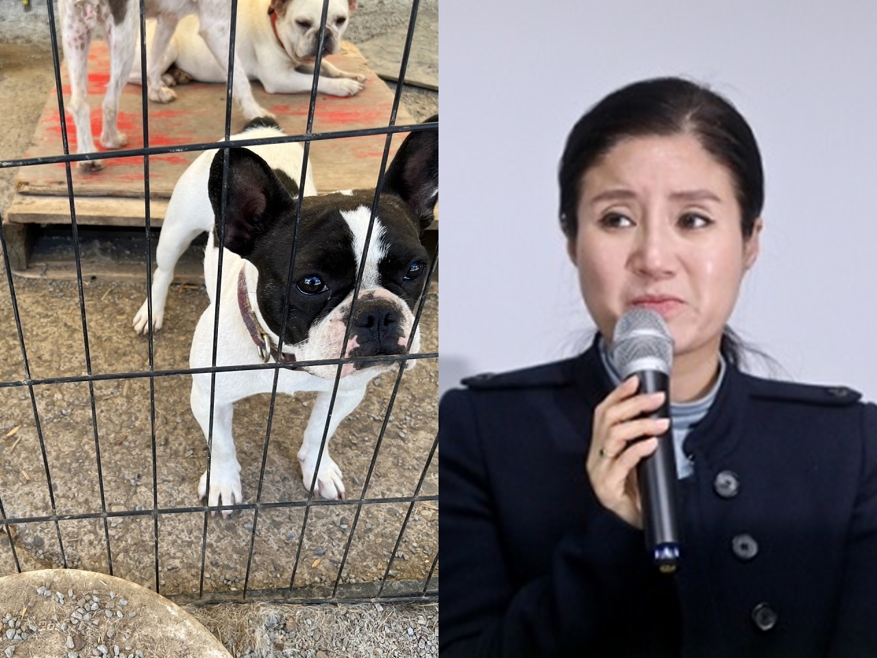 保護した動物98匹を「安楽死」させた韓国動物団体の元代表、2審で減刑だが…他にも容疑てんこ盛り