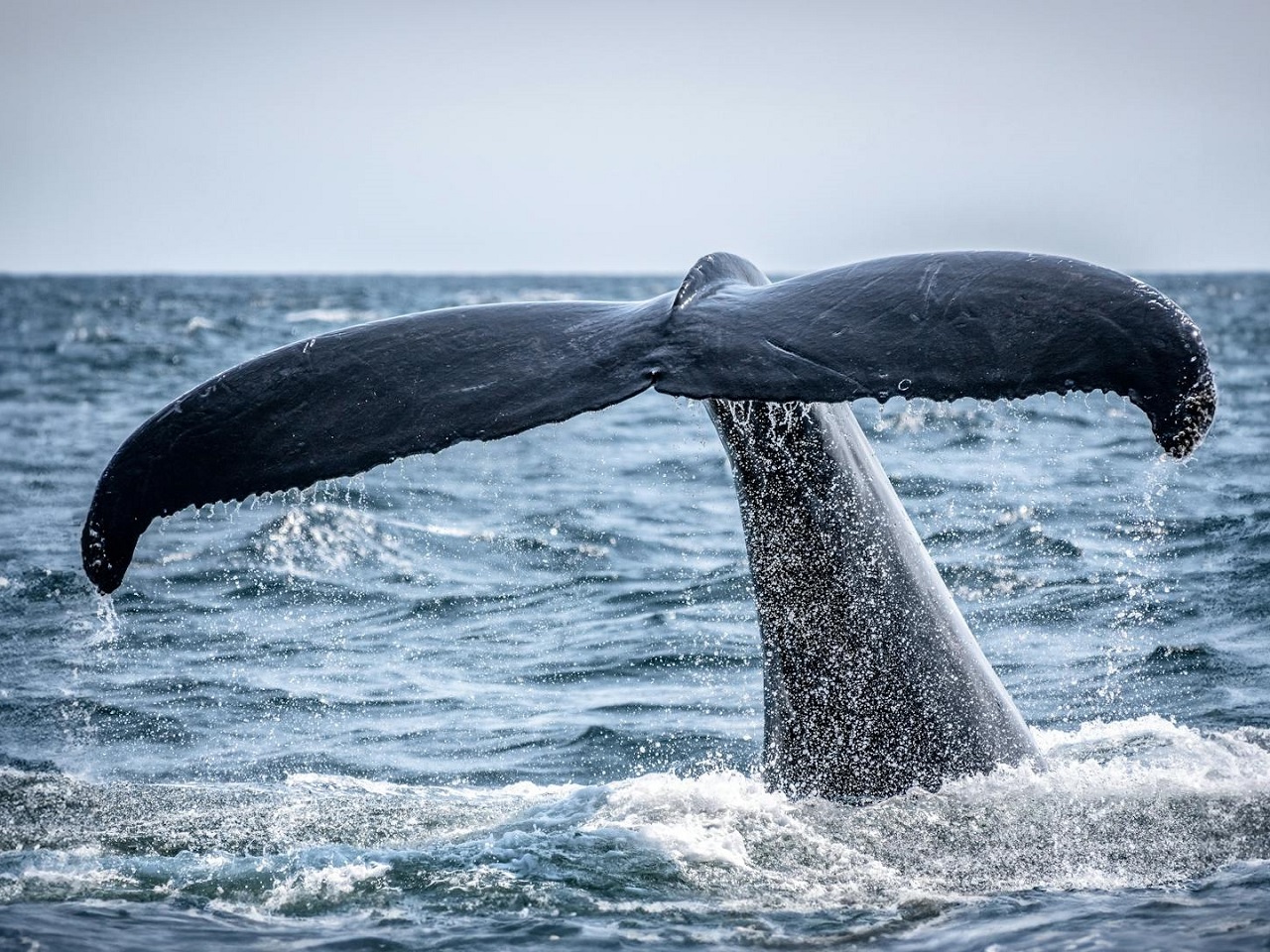 「日本も国際法違反では？」“クジラ肉”4600kgを日本から密輸入した韓国50代女性、執行猶予付き懲役刑