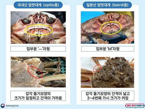 日韓のメスのズワイガニの違い。左が韓国産、右が日本産