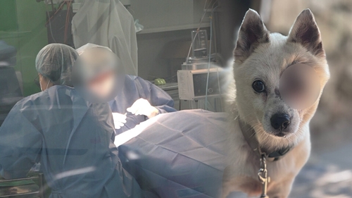失明して眼球を摘出した犬