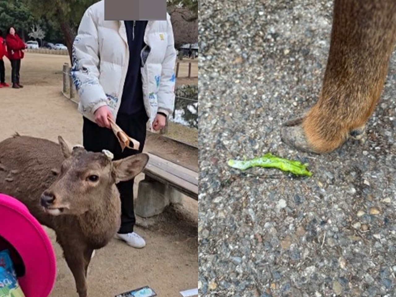 「これが日本人の性質」奈良公園の“シカ唐辛子テロ犯”は虚偽だった…渦中の韓国人男性が真相を語り話題に