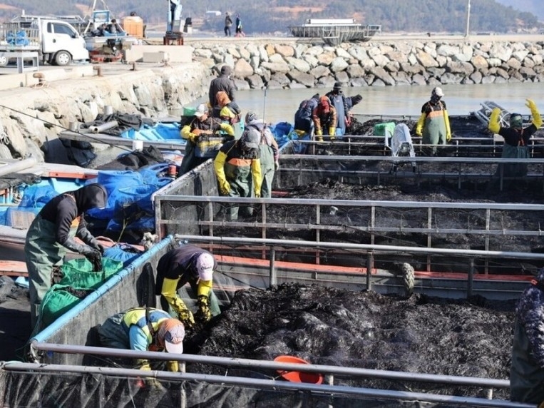 世界に誇る韓国海苔だが…国内最大の生産地で数千トンの生海苔が海に捨てられているワケ