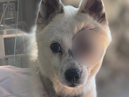 「お前ら皆殺し」犬を失明させトラウマ植え付けた“BB弾乱射事件”　容疑者の父親が被害者を脅迫〈韓国〉