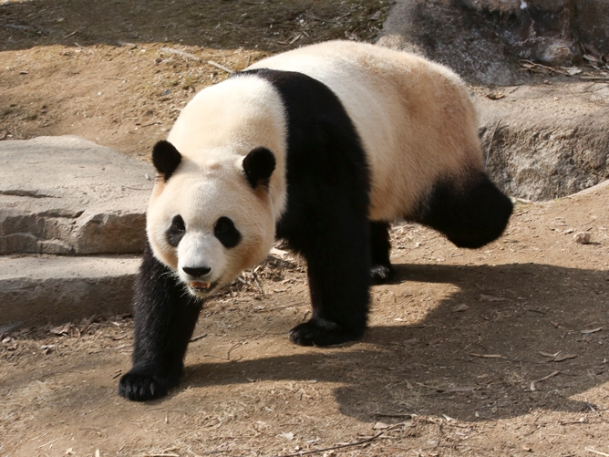 パンダ外交は虐待か　中韓の貸与協議に韓国の動物保護団体が猛反発「モノじゃない」「動物福祉侵害」