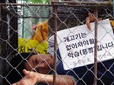 イギリス人9万人が請願サイトに署名!! 非難を浴び続ける韓国の“犬食文化”とその実態