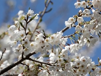 韓国で「日本の桜」を植え替えるキャンペーンを計画…“ソメイヨシノ”の起源は韓国だったのでは？